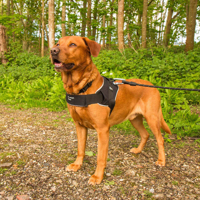 Mountain Paws ham mediu pentru câine