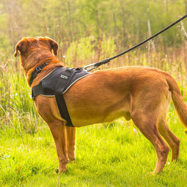 Mountain Paws ham mediu pentru câine