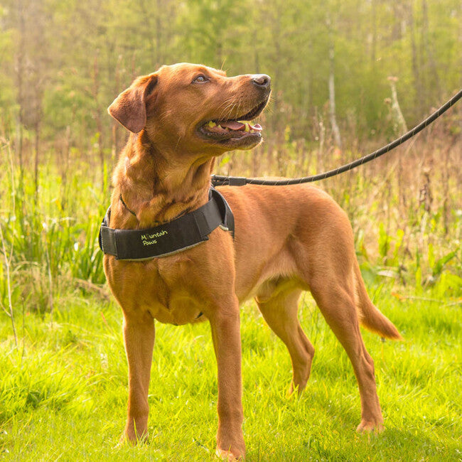 Mountain Paws ham mediu pentru câine