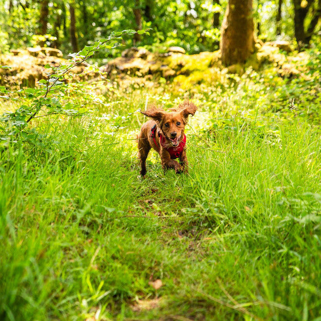 Mountain Paws Dog Harness ham căptușit pentru câini, roșu, mic