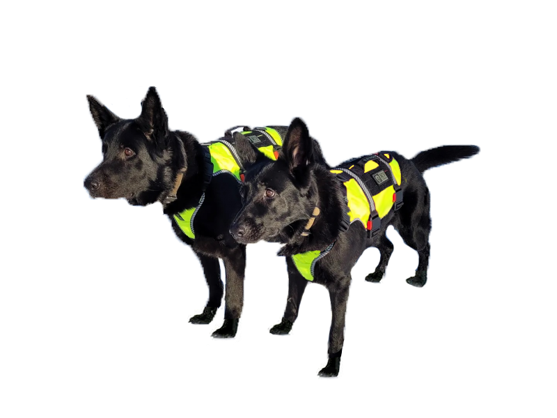 K9 Thorn ham One SS, galben, XL