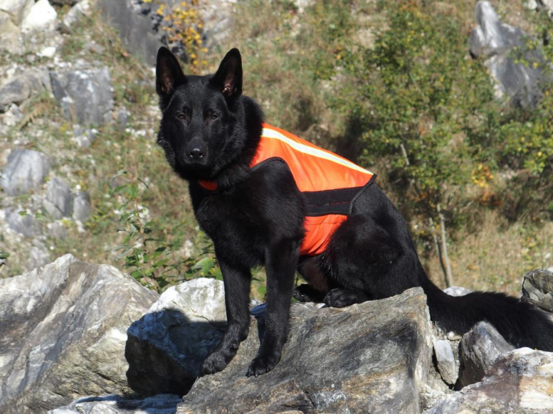 K9 Thorn reflexná vesta, XL